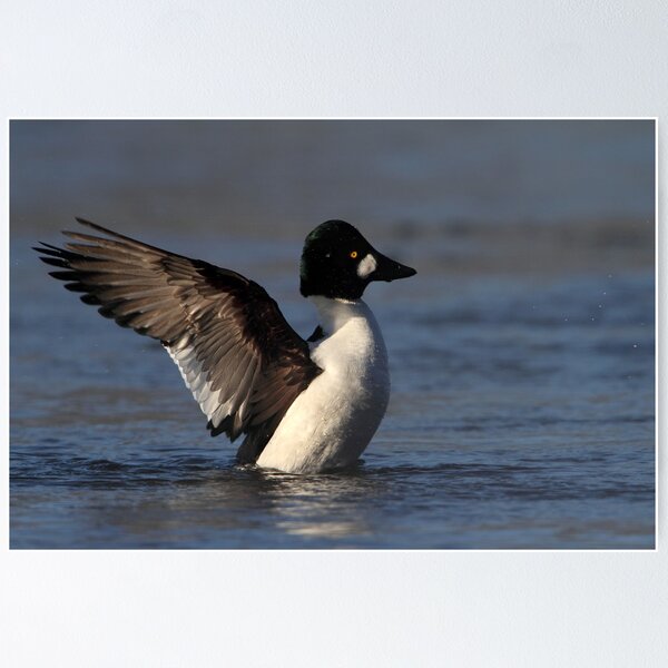 Item preview, Goldeneye At -25 C designed and sold by Gary Fairhead.