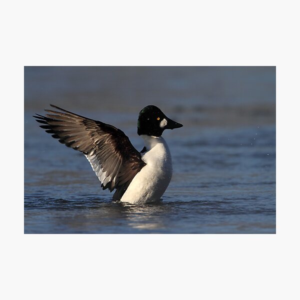 Item preview, Goldeneye At -25 C designed and sold by Gary Fairhead.