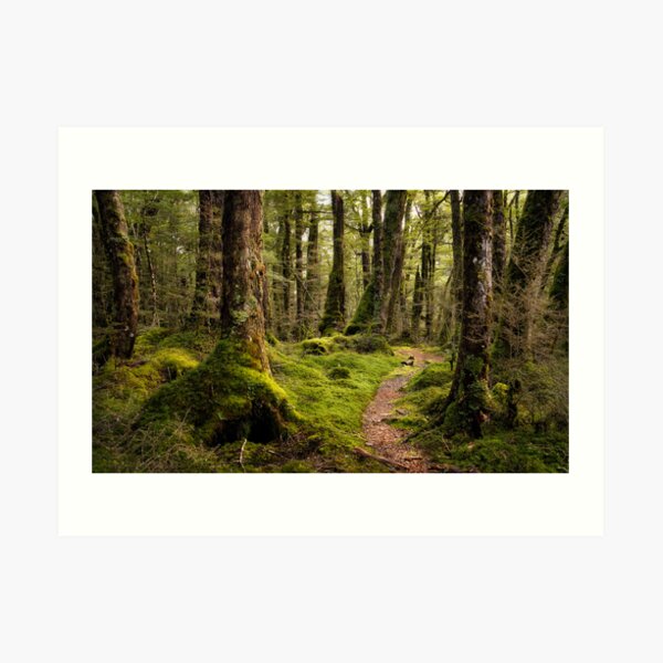 The Forest Path - Fiordland National Park Art Print