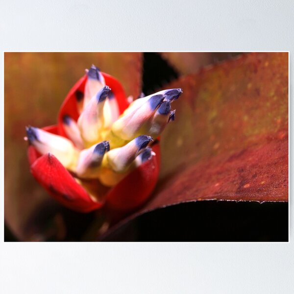 Item preview, Bromeliad bloom designed and sold by B. Randi Bailey.