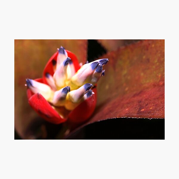 Item preview, Bromeliad bloom designed and sold by B. Randi Bailey.