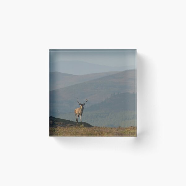 Item preview, Royal Stag in the Highlands designed and sold by Macrae images.
