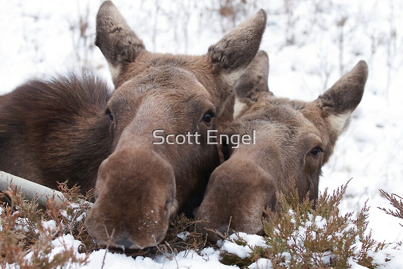kong christmas moose