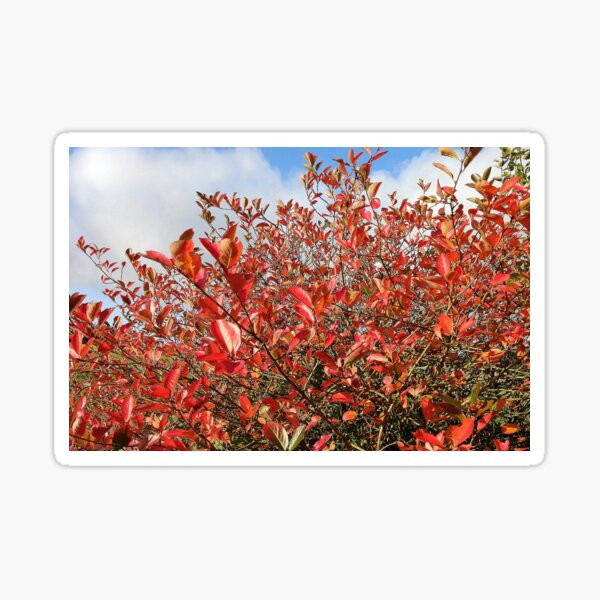 Autumn / Fall Foliage - Red Leaves Sticker