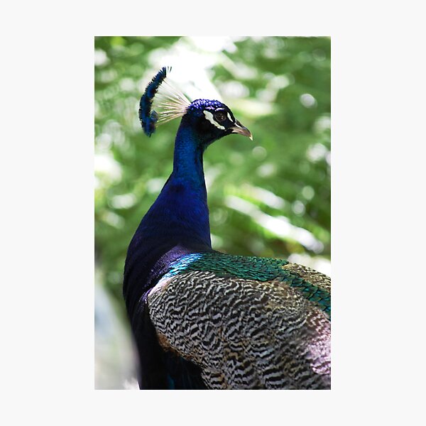 Item preview, imPosing Peacock designed and sold by Jenni Greene.