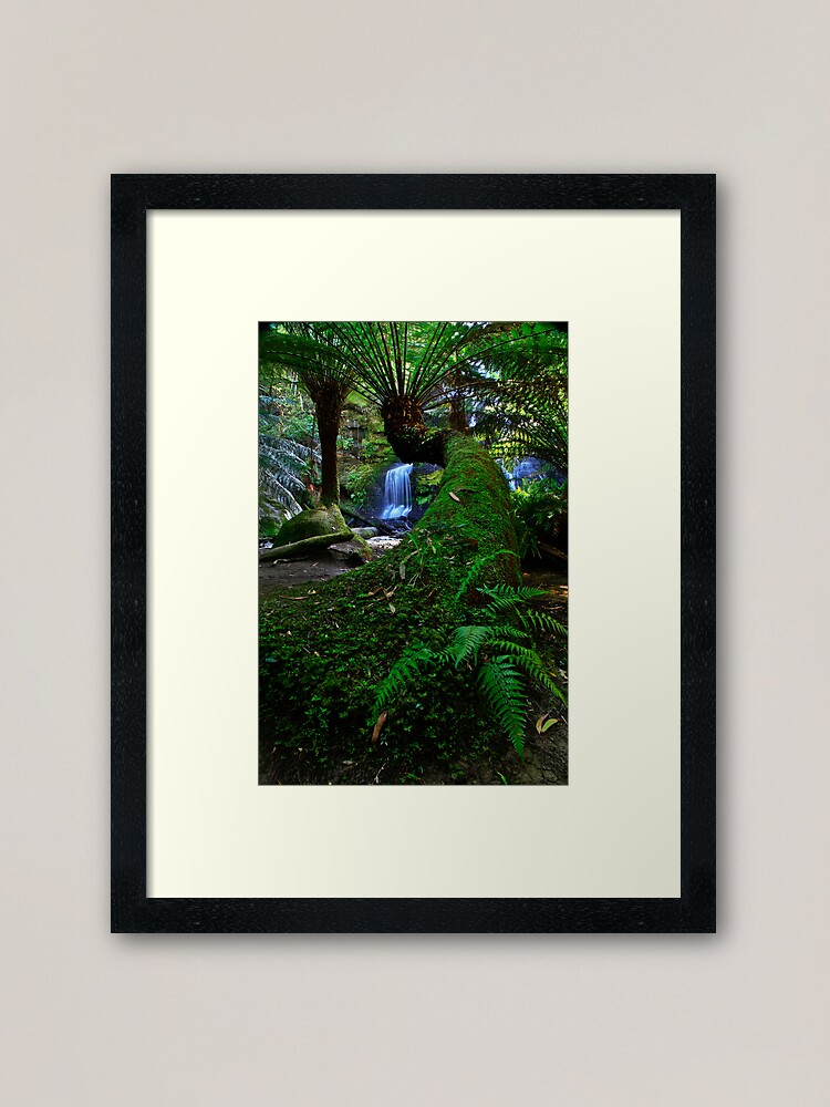 Thumbnail 1 of 7, Framed Art Print, Snaking Tree Fern designed and sold by Oldrooz.
