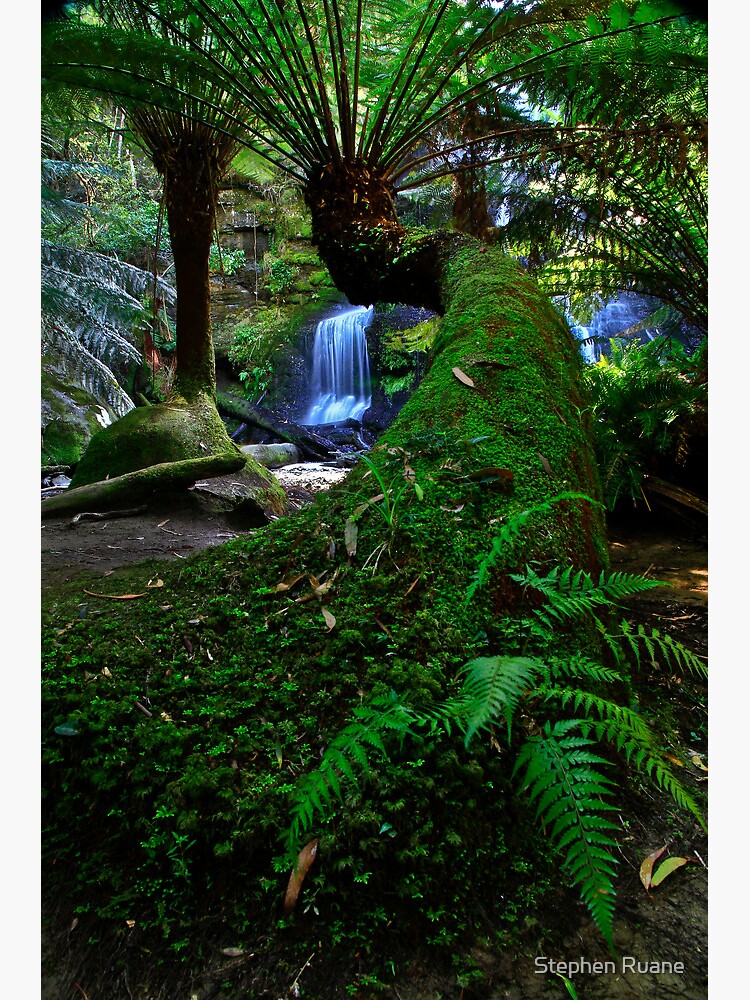 Thumbnail 7 of 7, Framed Art Print, Snaking Tree Fern designed and sold by Oldrooz.