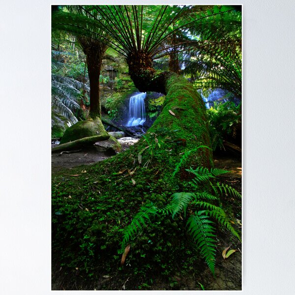 Item preview, Snaking Tree Fern designed and sold by Stephen Ruane.