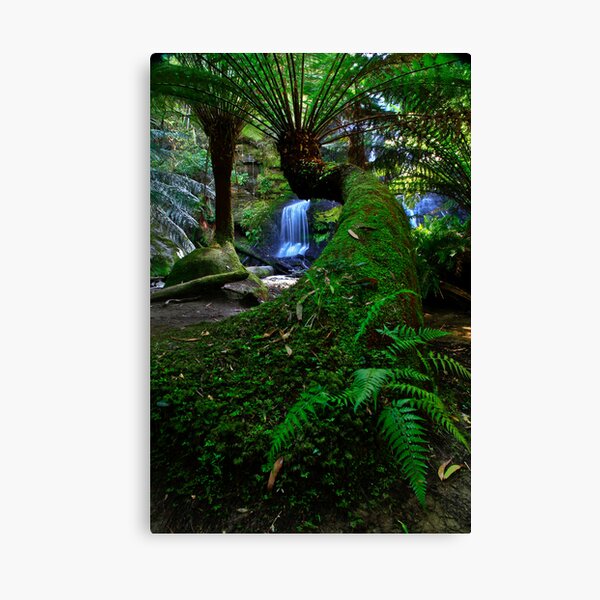 Item preview, Snaking Tree Fern designed and sold by Stephen Ruane.