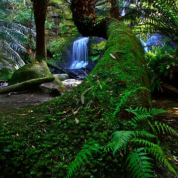 Artwork thumbnail, Snaking Tree Fern by Stephen Ruane