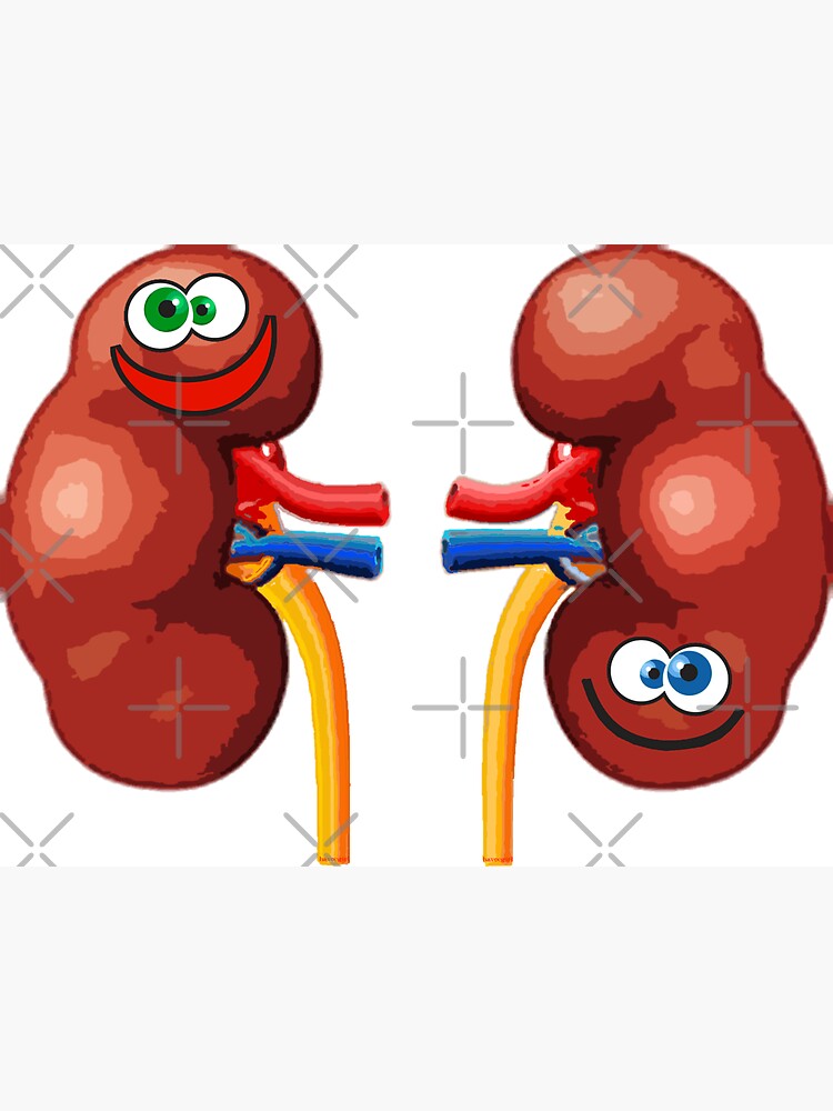 Glückliche Nieren Clipart