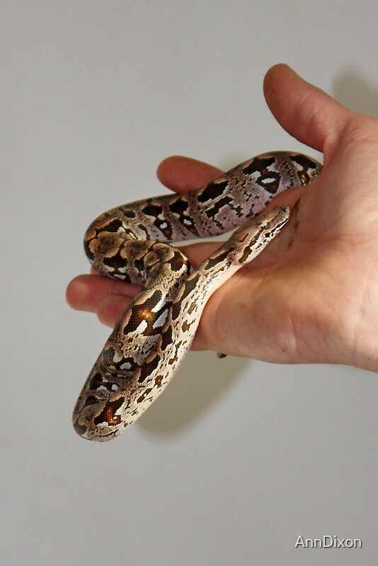 baby boa constrictor