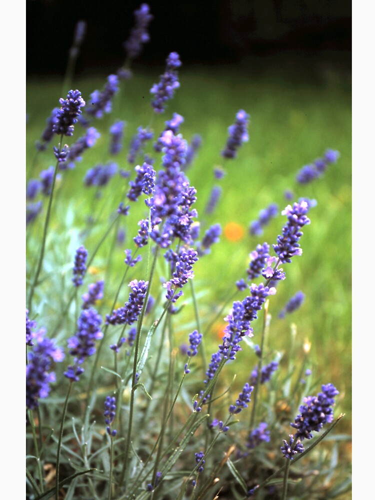 Der Lavendel von Gourmetkater