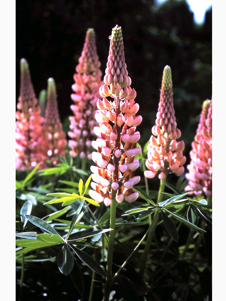 Lupinen-Blüten von Gourmetkater