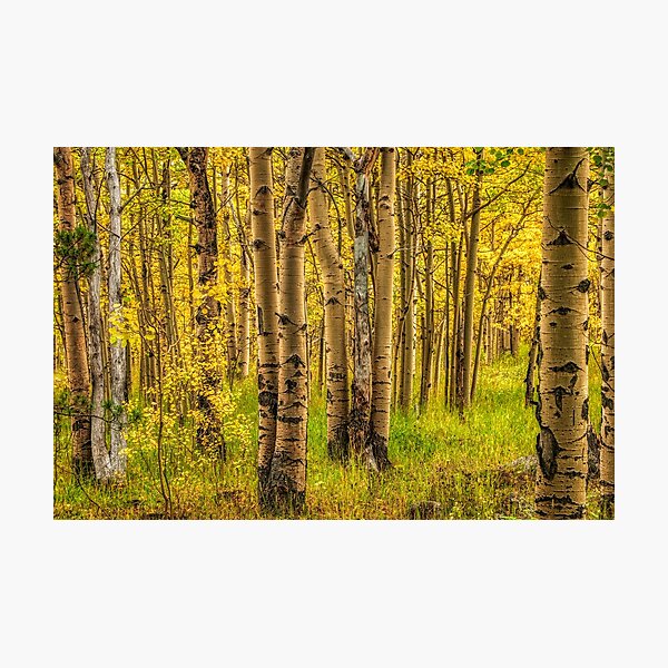 Awake In The Fall Forest Of Gold  Photographic Print