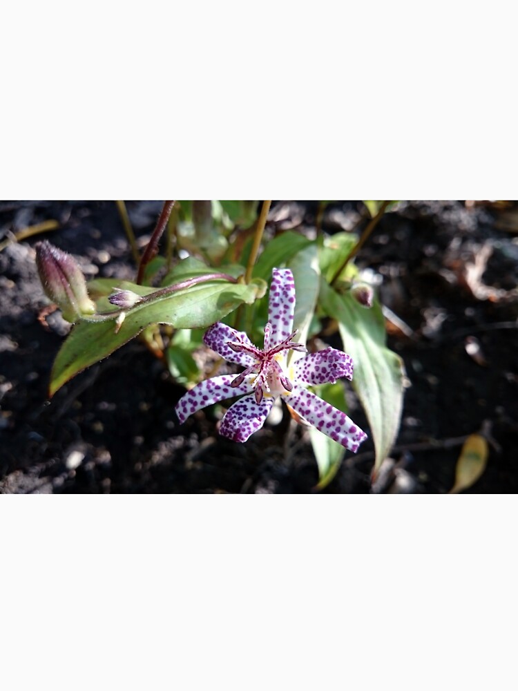 Kröten-Orchidee von Gourmetkater