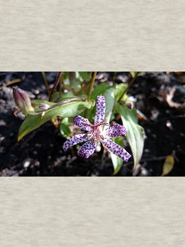 Kröten-Orchidee von Gourmetkater
