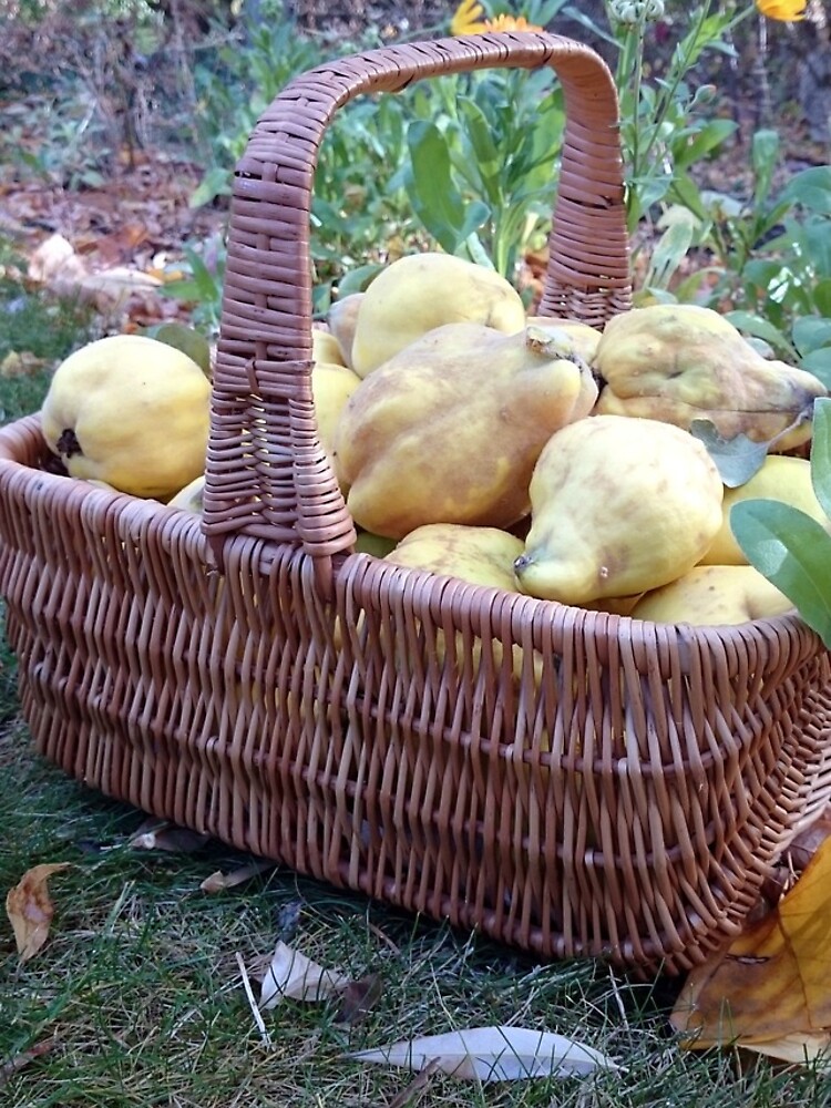 Quitten im Korb von Gourmetkater