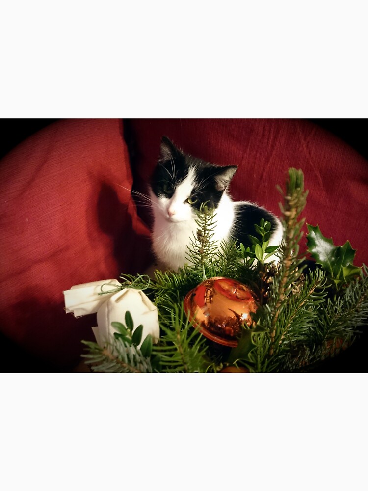 Katze Lilli mag Weihnachten von Gourmetkater