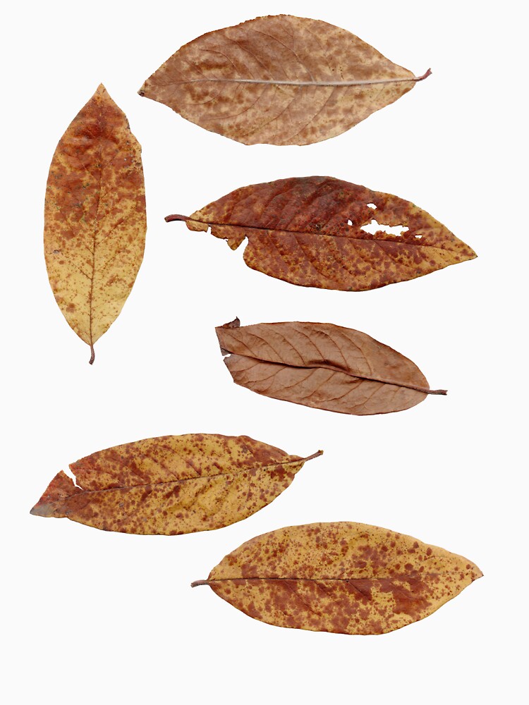 6 Blätter Herbst-Laub von Gourmetkater