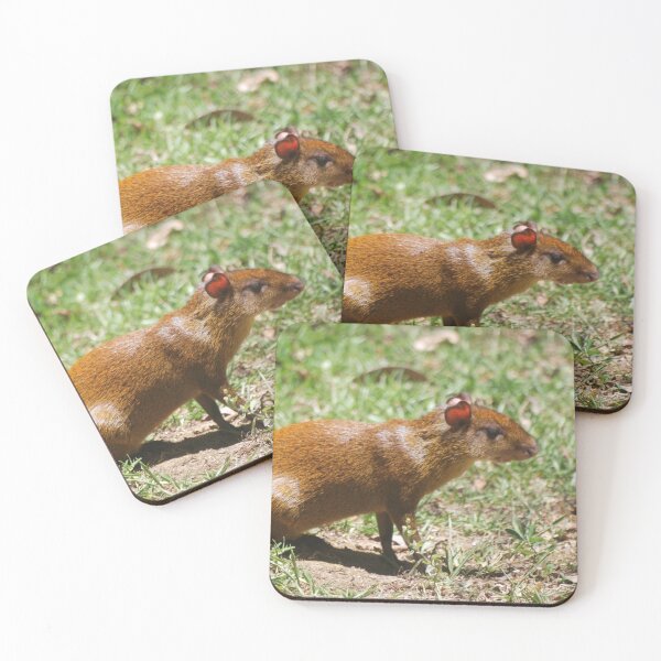 Item preview, Central American Agouti in Monteverde designed and sold by MinkMaguari.