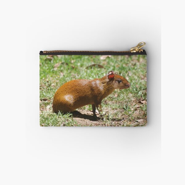 Item preview, Central American Agouti in Monteverde designed and sold by MinkMaguari.