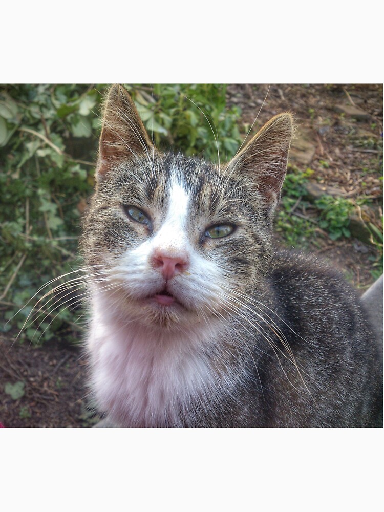 Katze Max von Gourmetkater