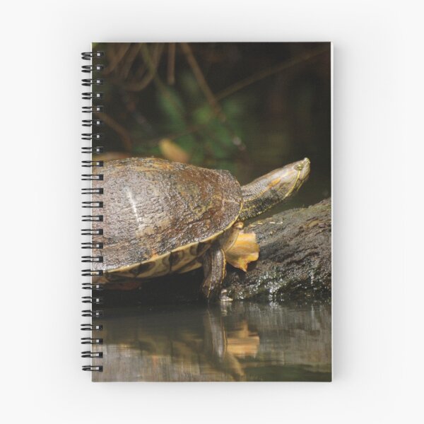 Item preview, Mesoamerican Slider Turtle in Tortuguero designed and sold by MinkMaguari.
