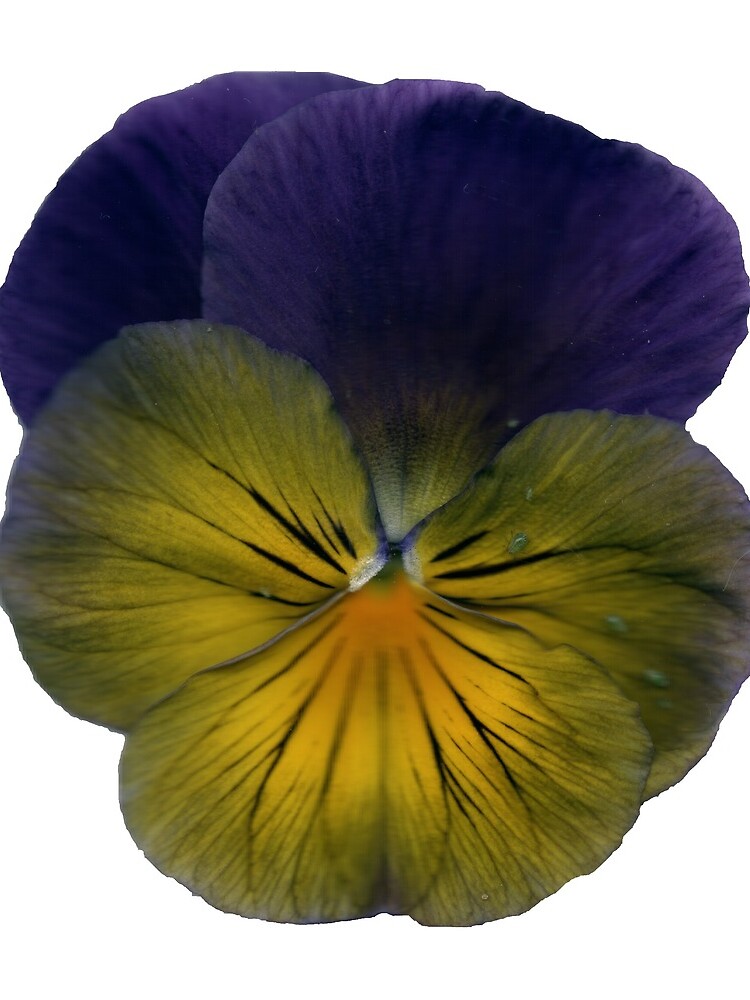 Stiefmütterchen-Blüte von Gourmetkater