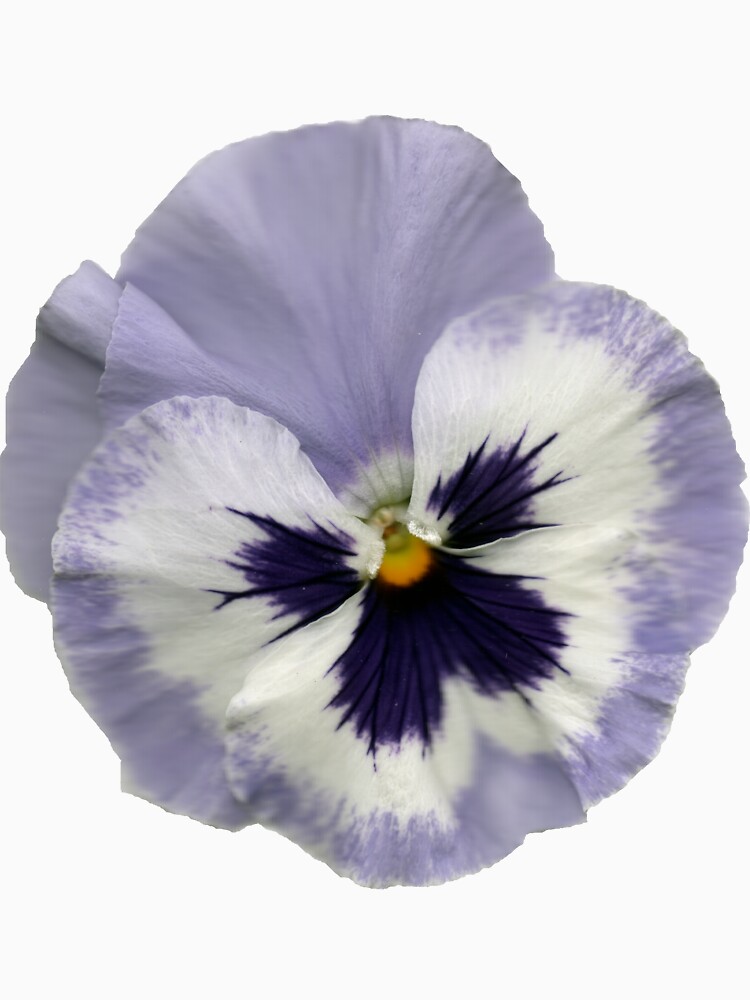 Stiefmütterchen-Blüte 2 von Gourmetkater