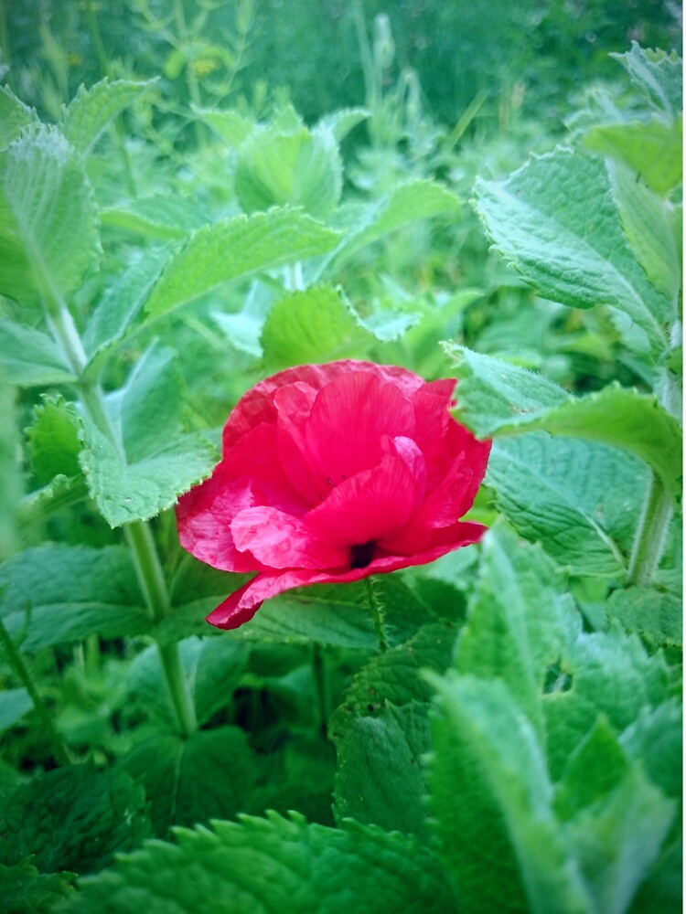 Mohn in Minze von Gourmetkater