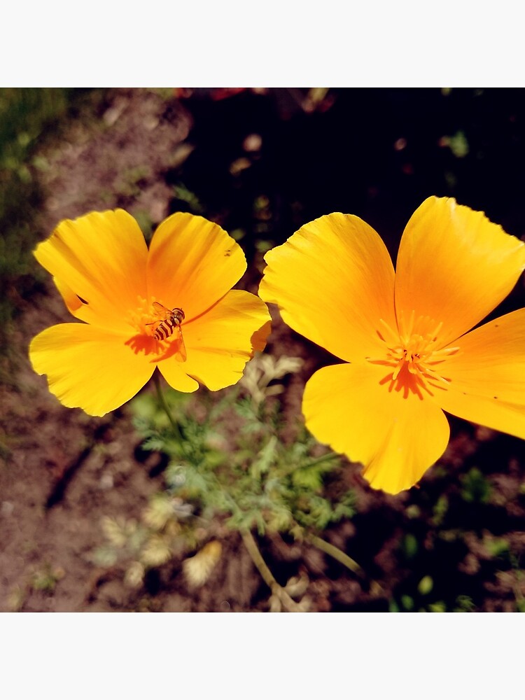 Kalifornischer Mohn von Gourmetkater