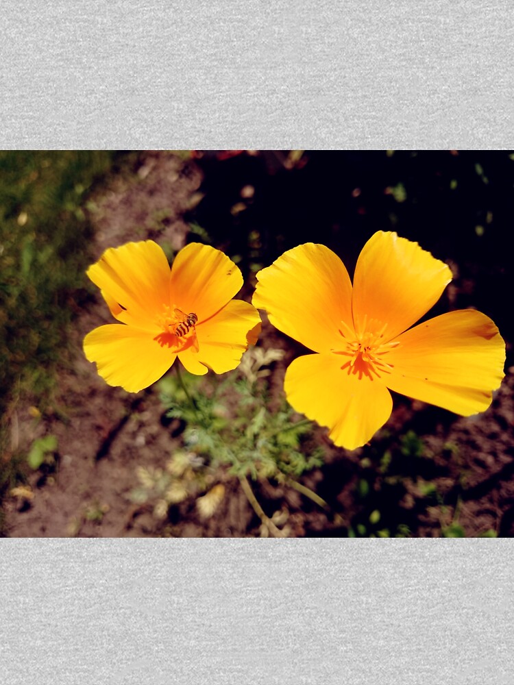 Kalifornischer Mohn von Gourmetkater