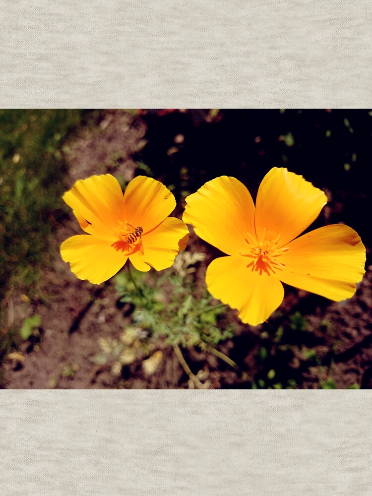 Kalifornischer Mohn von Gourmetkater