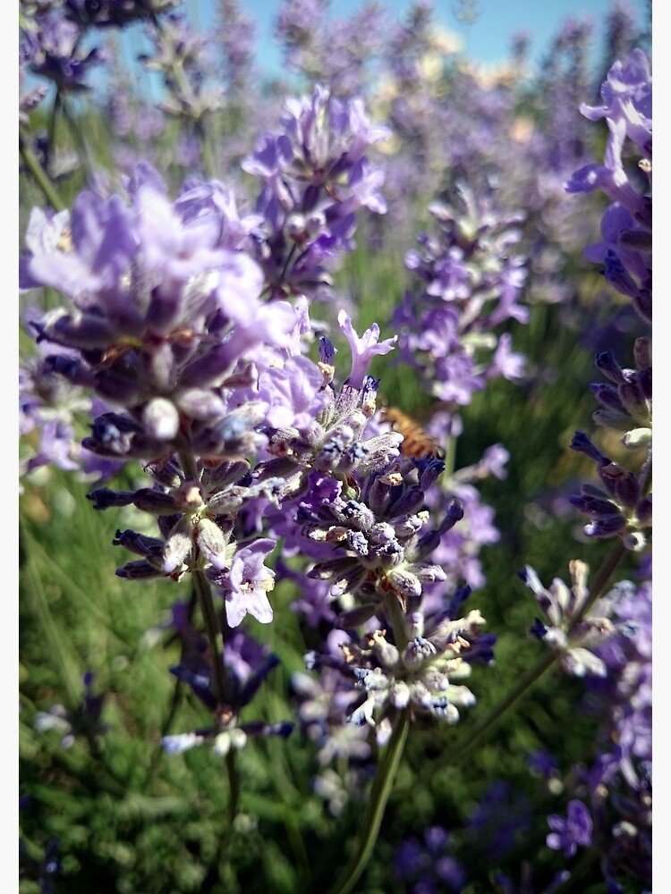 Lavendel von Gourmetkater