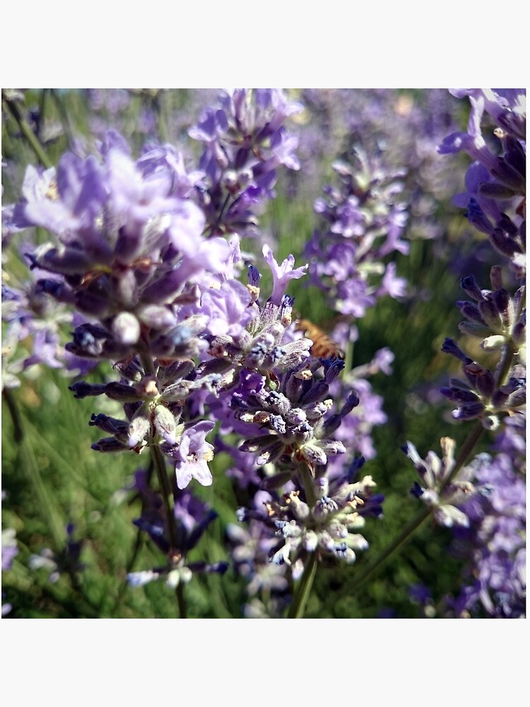 Lavendel von Gourmetkater