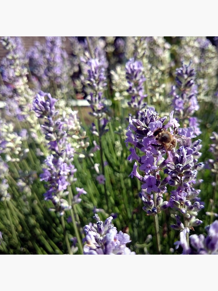 Lavendel von Gourmetkater