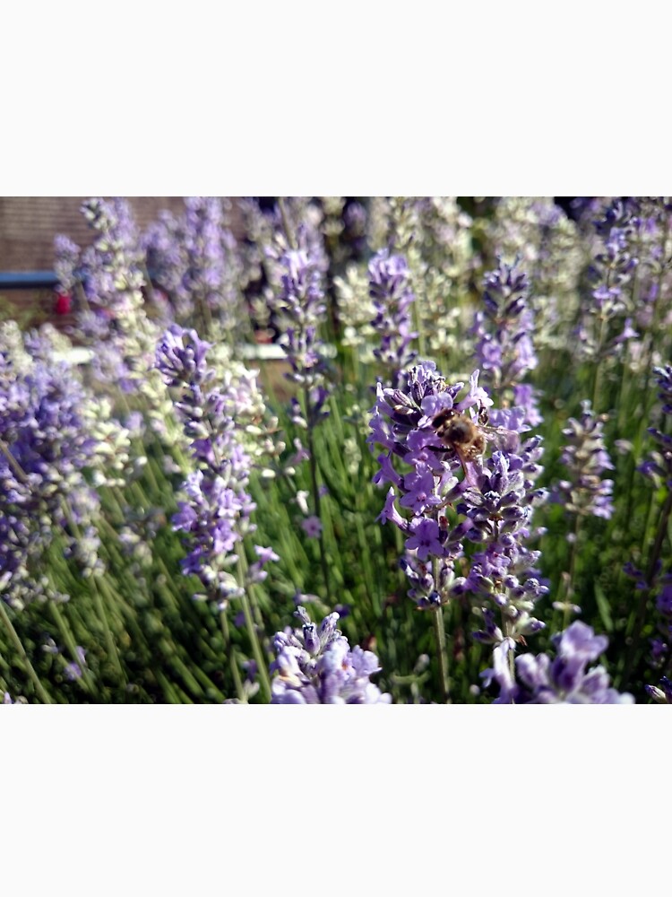 Lavendel von Gourmetkater