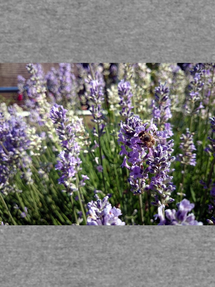 Lavendel von Gourmetkater