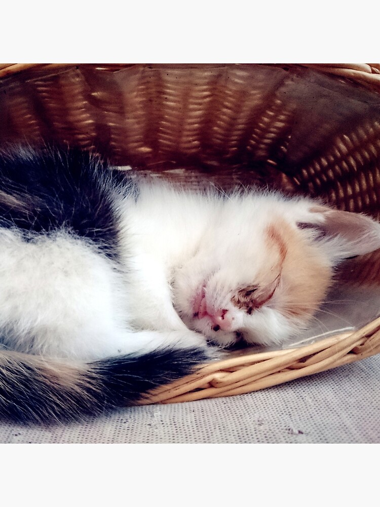 Süßer Katzen-Traum von Gourmetkater