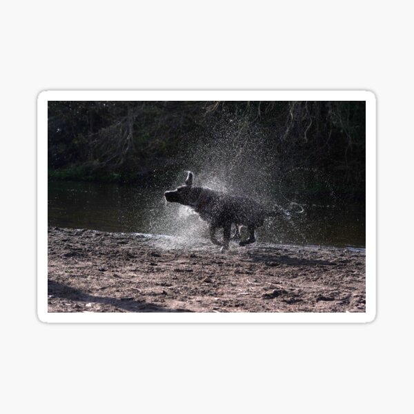 Black labrador shaking water Sticker