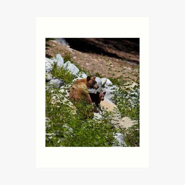 Glacier Point, Yosemite - California Art Print