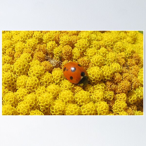 Item preview, Ladybird (Coccinellidae) on Achillea  designed and sold by lezvee.