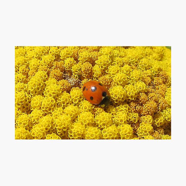 Item preview, Ladybird (Coccinellidae) on Achillea  designed and sold by lezvee.