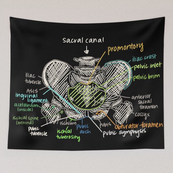 Item preview, Pelvis Anatomy designed and sold by Hodgepodge Bricolage.