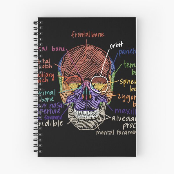Item preview, Skull Anatomy from the front designed and sold by Hodgepodge Bricolage.