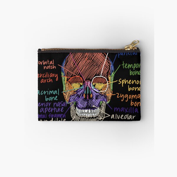 Item preview, Skull Anatomy from the front designed and sold by Hodgepodge Bricolage.