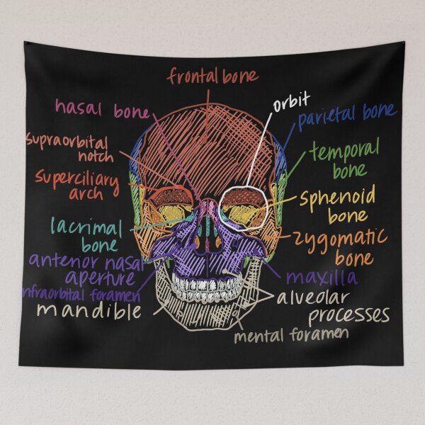 Item preview, Skull Anatomy from the front designed and sold by Hodgepodge Bricolage.