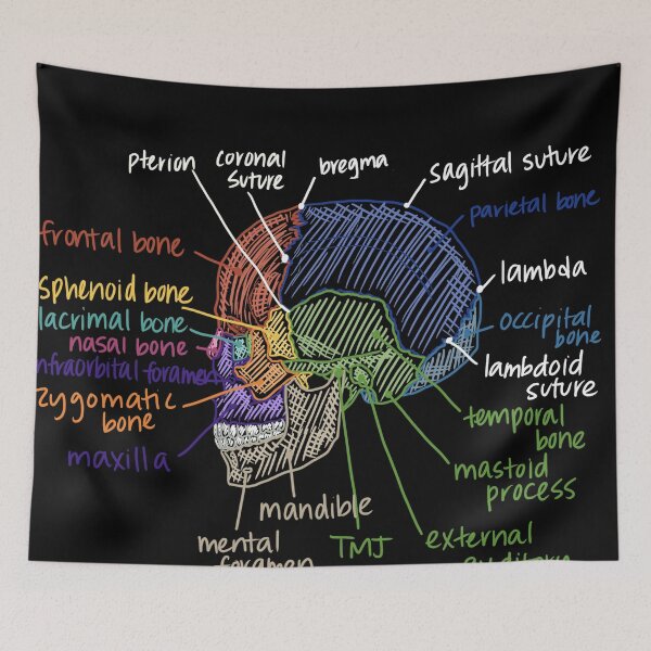 Item preview, Skull Anatomy from the side designed and sold by Hodgepodge Bricolage.