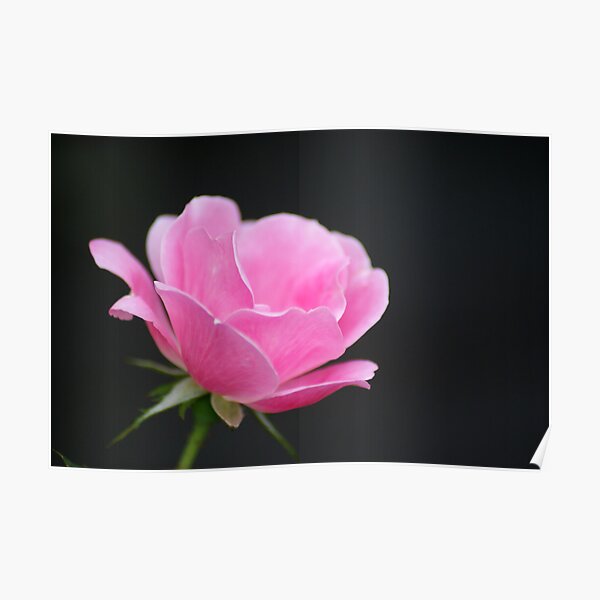 Pink Rose Bud Poster